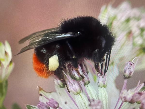 Steenhommel (Bombus lapidarius)
